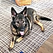 Thumbnail photo of Gunner #3