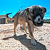 Thumbnail photo of Lil #2