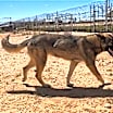 Thumbnail photo of Lil #4