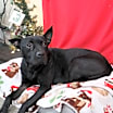 Thumbnail photo of Sarafina #2