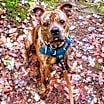 Thumbnail photo of Matzo #2