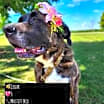 Thumbnail photo of Cedar #1
