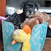 Thumbnail photo of Rosie (PA)- Couch potato #2