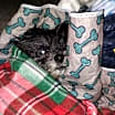 Thumbnail photo of Rosie (PA)- Couch potato #1