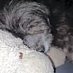 Thumbnail photo of Rosie (PA)- Couch potato #3