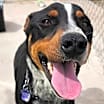 Thumbnail photo of HOBBES (NEW MEXICO) NVS #1