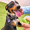 Thumbnail photo of HOBBES (NEW MEXICO) NVS #2
