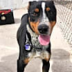 Thumbnail photo of HOBBES (NEW MEXICO) NVS #3