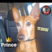 Thumbnail photo of Prince #1