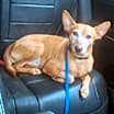 Thumbnail photo of Prince #2