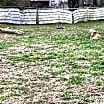Thumbnail photo of SHYLA #3