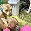 Thumbnail photo of SHYLA #4