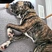 Thumbnail photo of Cedar #4