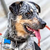Thumbnail photo of Maverick #1