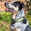 Thumbnail photo of Maverick #2