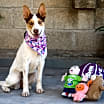 Thumbnail photo of Chiquita #1
