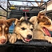 Thumbnail photo of Chiquita #4