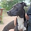 Thumbnail photo of Sapphire ***RESCUE CENTER*** #2