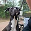 Thumbnail photo of Sapphire ***RESCUE CENTER*** #3