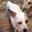 Thumbnail photo of Alfie #2