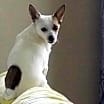 Thumbnail photo of Alfie #3