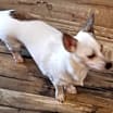 Thumbnail photo of Alfie #4