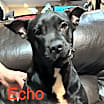 Thumbnail photo of Echo aka Chocolate Chip Talbot #1
