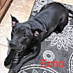 Thumbnail photo of Echo aka Chocolate Chip Talbot #2