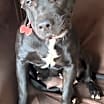 Thumbnail photo of Echo aka Chocolate Chip Talbot #3