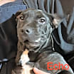 Thumbnail photo of Echo aka Chocolate Chip Talbot #4