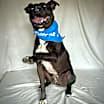 Thumbnail photo of Augustus #4