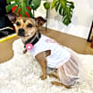 Thumbnail photo of Bambi #1