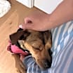Thumbnail photo of Bambi #2