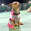 Thumbnail photo of Bambi #3