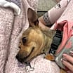 Thumbnail photo of Bambi #4