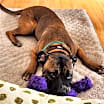 Thumbnail photo of Kobe #4