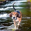 Thumbnail photo of Hank #1