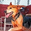 Thumbnail photo of Hank #2