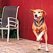 Thumbnail photo of Hank #3