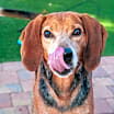 Thumbnail photo of Hank #4