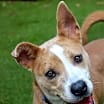 Thumbnail photo of Daisy #1
