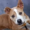 Thumbnail photo of Daisy #2