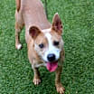 Thumbnail photo of Daisy #3