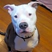 Thumbnail photo of Freddie #2