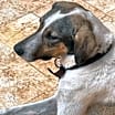 Thumbnail photo of Chico #3