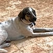 Thumbnail photo of Chico #4