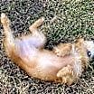 Thumbnail photo of Cassidy #3