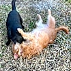 Thumbnail photo of Cassidy #4