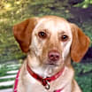 Thumbnail photo of Baker (aka Mason) #4