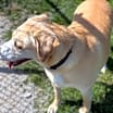 Thumbnail photo of Luther #2